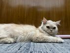 Triple Coated Persian Cat
