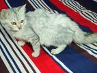 Triple Coated Persian Kitten