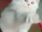 Triple coated Persian kitten