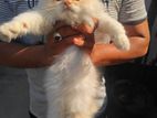 Triple Coated Persian Male 4 months