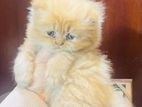 Triple coated traditional persian cat