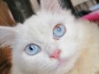 Triple Coreblue Core Odd Eyes Pure Persian Cat
