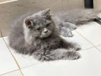 Triple Cort Traditional Persian