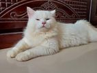 Triple Court Persian Cat