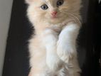 Triple court Persian male kittens