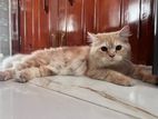 Trippe coat Persian Male for urgent sale