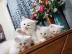 Tripple Coat High Qulity Persian Cat