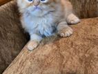 Tripple Coat Persiam Kitten