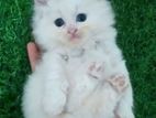 Tripple coat persian kitten