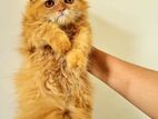 tripple coated female persian