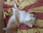 Tripple Coated Persian Bi-colour Male For Sale