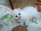 Tripple Coated Persian Cat For Sale ( Pre-booking)