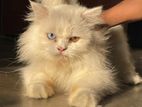 Tripple Code Persian