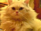 Tripple core persian cat (male)