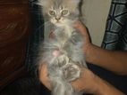 tripple cot parshian kitten