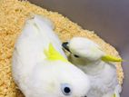 Triton Cockatoo baby