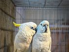 Triton cockatoo pair