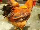 টাইগার মোরগ