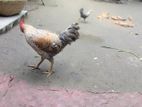 টাইগার মোরগ