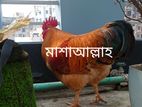 টাইগার মুরগি