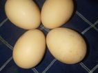 টাইগার মুরগির বীজ ডিম বিক্রি হবে