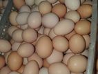 টাইগার মুরগির বীজ ডিম