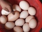 টাইগার মুরগির বিজ ডিম বিক্রয় করা হয়