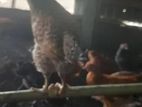 টাইগার মুরগির জিরো বাচ্চা