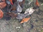 টাইগার ও ফাওমি মুরগী ছোট বড়