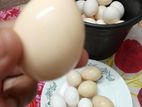 টাইগার ও ফাউমি মুরগীর বীজ ডিম বিক্রি