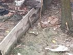 টাইগার ফাউমি ও দেশি মুরগী