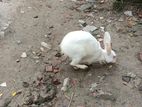 Rabbit for sell