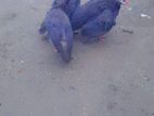 সৌখিন মুরগী বিক্রি