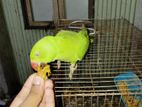 Bird for sell