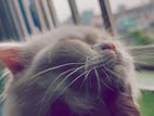 Cat for sale