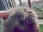 Cat for sell