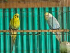 Birds for sale