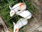 Rabbit For Sell
