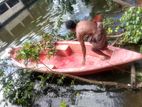 Paddle boat