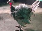 টার্কি মুরগি