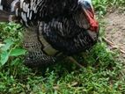 টার্কি মুরগি