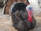 টার্কি মোরগ বিক্রি হবে
