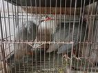 টার্কি মুরগি