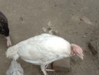 টার্কি মুরগি