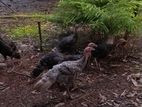 টার্কি মুরগি। Turkey