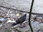 টারকি মুরগী বিক্রি করা হবে