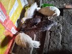 টার্কি মুরগীর বাচ্চা