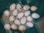 টার্কি মুরগীর বীজ ডিম ১০০%