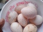 টার্কি মুরগীর বীজ ডিম