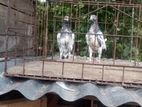 Kobutor bikri